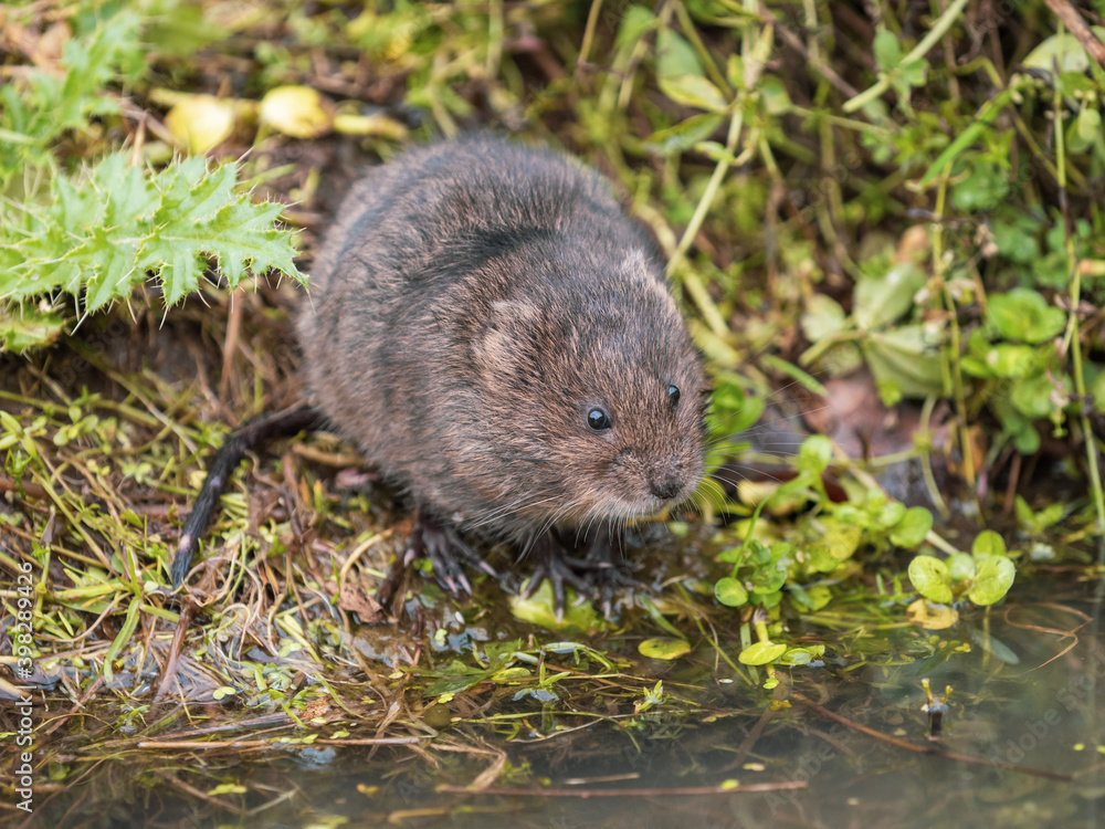 Water Vole on a Bank by Water Water Vole on a Bank by Water
