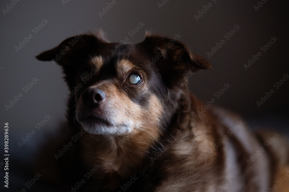 Portrait of a blind diabetic dog relaxed on the bed Portrait of a blind diabetic dog relaxed on the bed