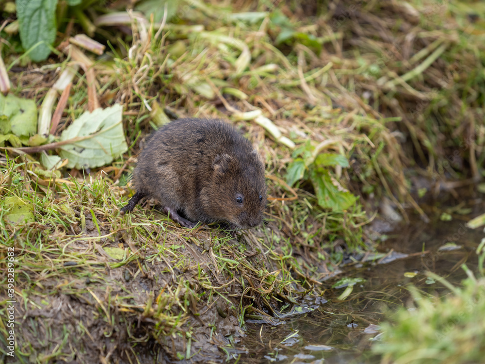 Water Vole on a Bank by Water Water Vole on a Bank by Water
