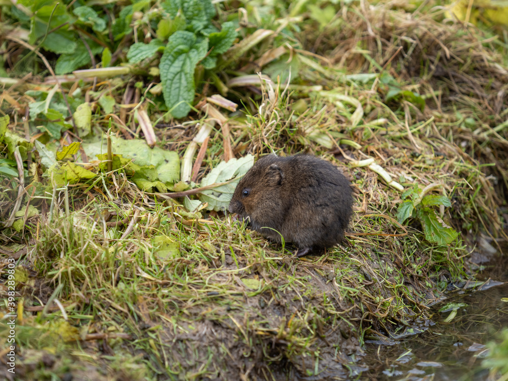 Water Vole on a Bank by Water Water Vole on a Bank by Water