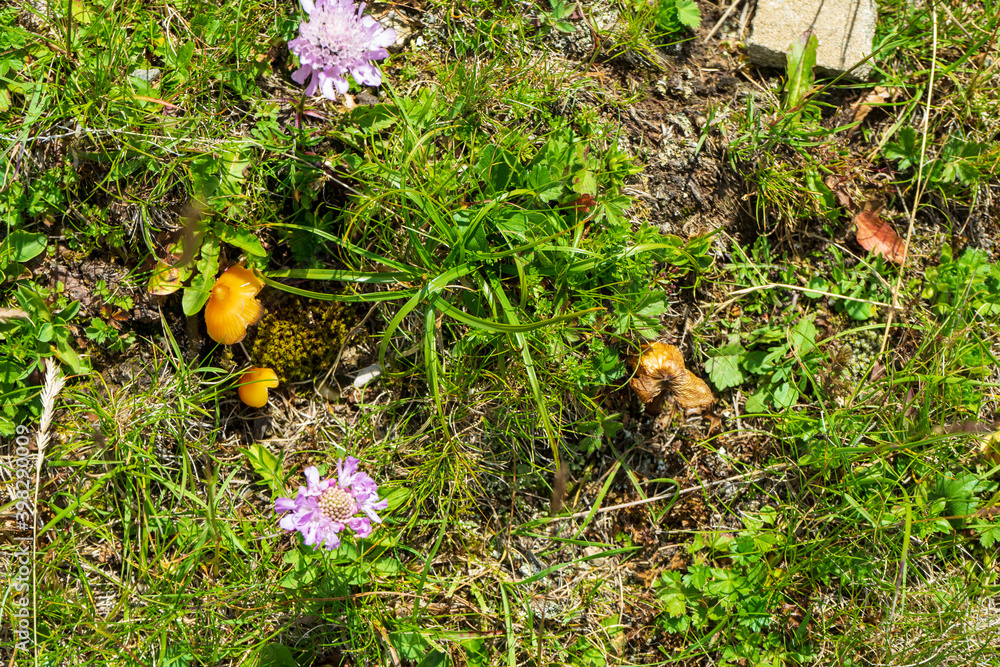 Countryside meadow grass and wild field flowers Countryside meadow grass and wild field flowers