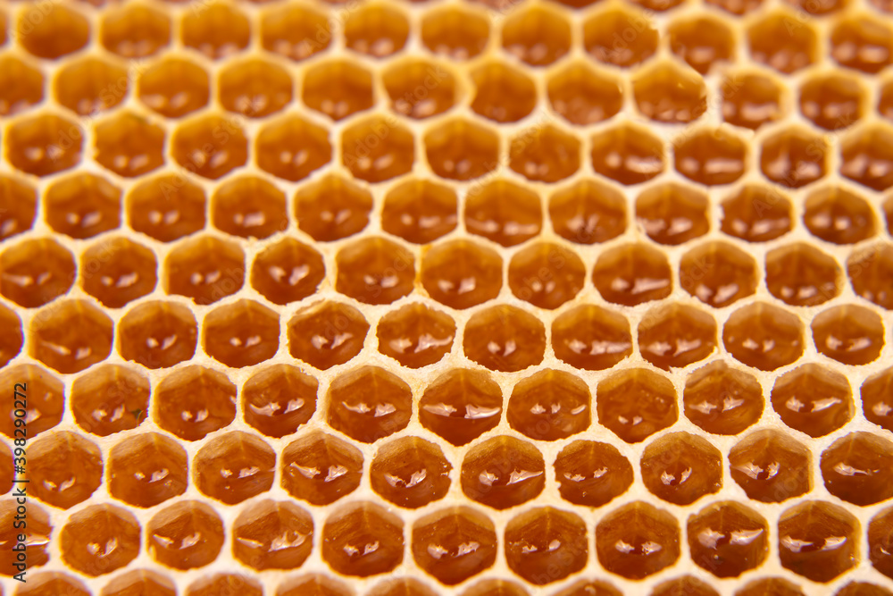 fresh bee honey in a honeycomb on the light close-up. vitamin natural food. texture and background