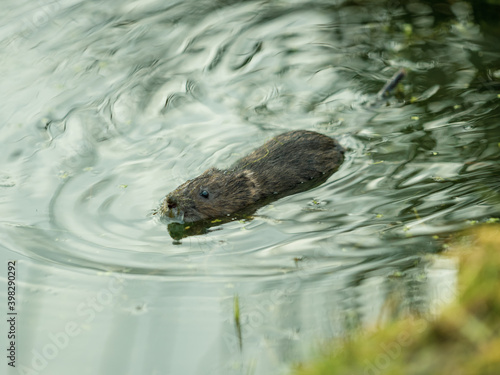 Water Vole Swimming in Water © Stephan Morris 