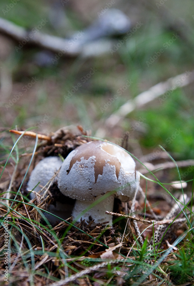 Pilze im Wald Pilze im Wald