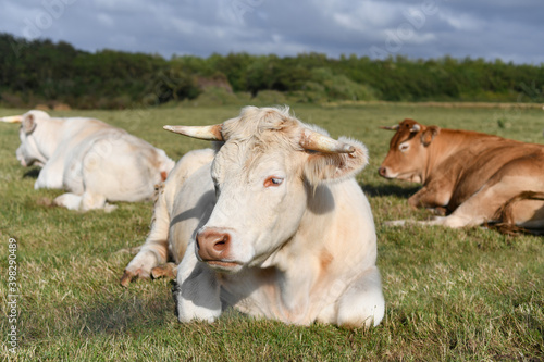 Alpine beige cow resting on the grass © o1559kip