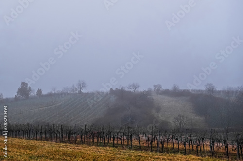 hills with grapevines trees and shrubs with dense fog