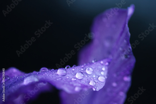 Gotas de agua sobre pétalo de iris morado o lirio.