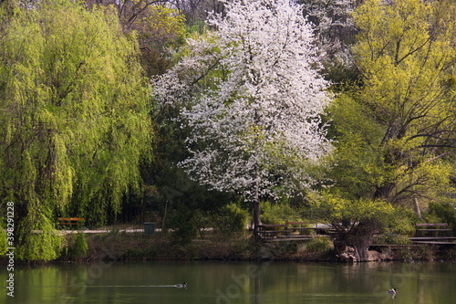 Spring in the spa park Oberlaa in Vienna
 photo