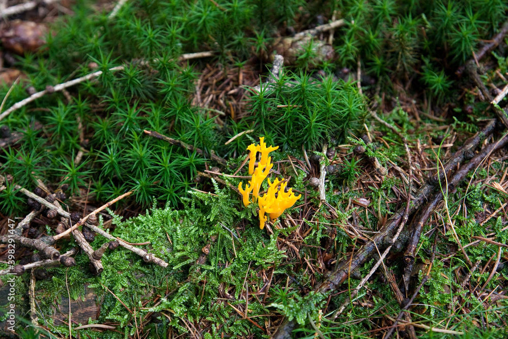 Pilze im Wald Pilze im Wald