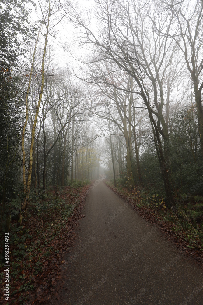 Rural Dutch forest road on a foggy autumn day