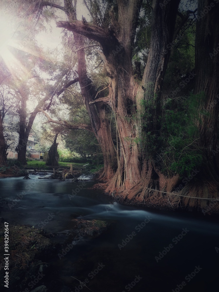 Obraz premium river in the woods