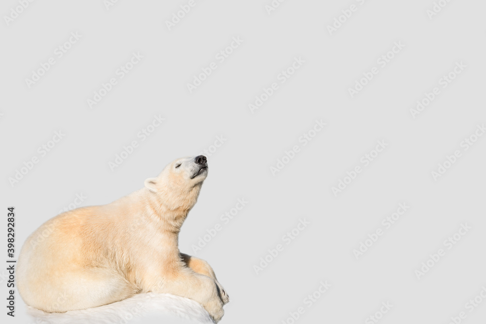 Funny polar bear. Polar bear sitting in a funny pose. white bear Funny polar bear. Polar bear sitting in a funny pose. white bear