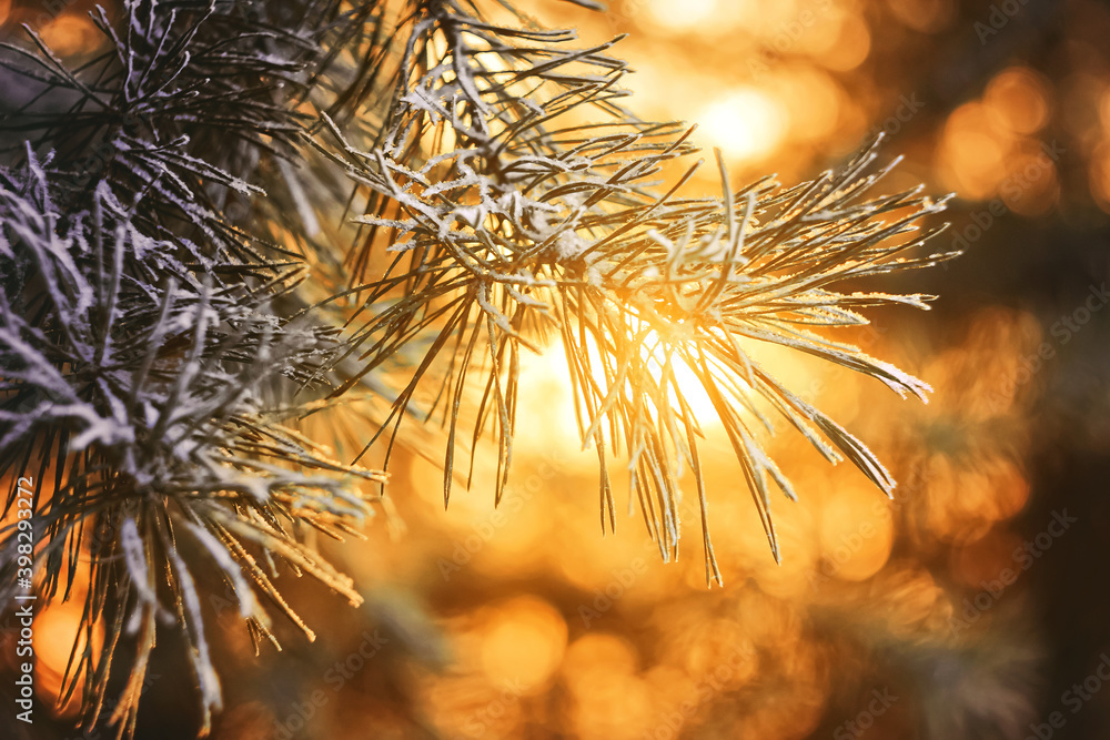 beautiful pine branch in the rays of the setting sun, spruce, bokeh, new year, holiday