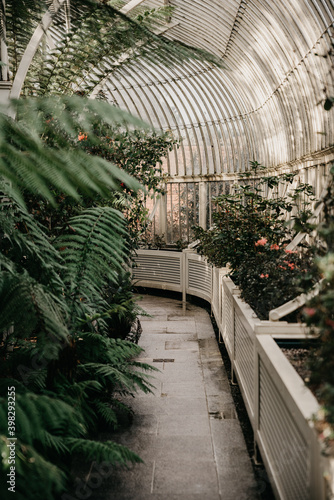 Greenhouse full of many kinds of green plants and flowers of many colors located in Botanical Garden of Dublin, Ireland photo