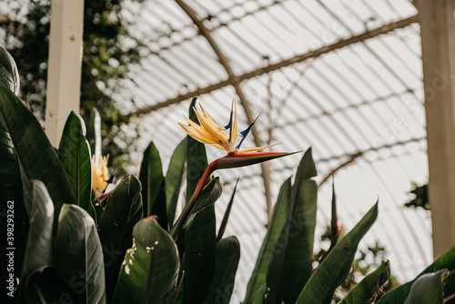 Canvas Print Bird of paradise tropical exotic flower on a Greenhouse with green plants and fl