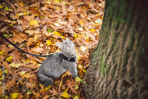 Male cat domestic gray wool stripes young good shape,dressed cat leash harness climbs a tree for hunting bird,attentive focused look and claws are visible, close-up on the outside bright daylight