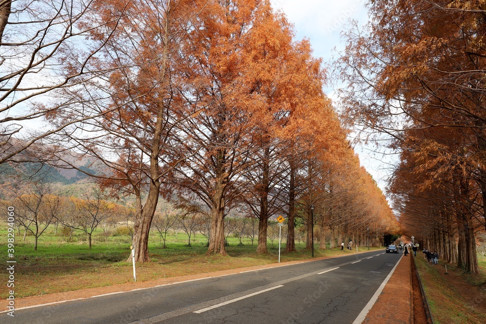 メタセコイヤ並木
