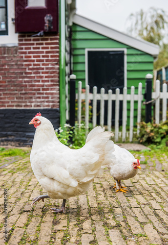 Chickens in Zaanse Schans with typically Dutch small house. Netherlands..