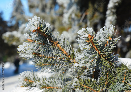 Wallpaper Mural A close-up of a blue spruce branch with needles covered with white snow and hoar frost. Winter frosty weather concept. Torontodigital.ca