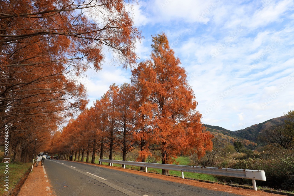 Obraz premium メタセコイヤ並木 