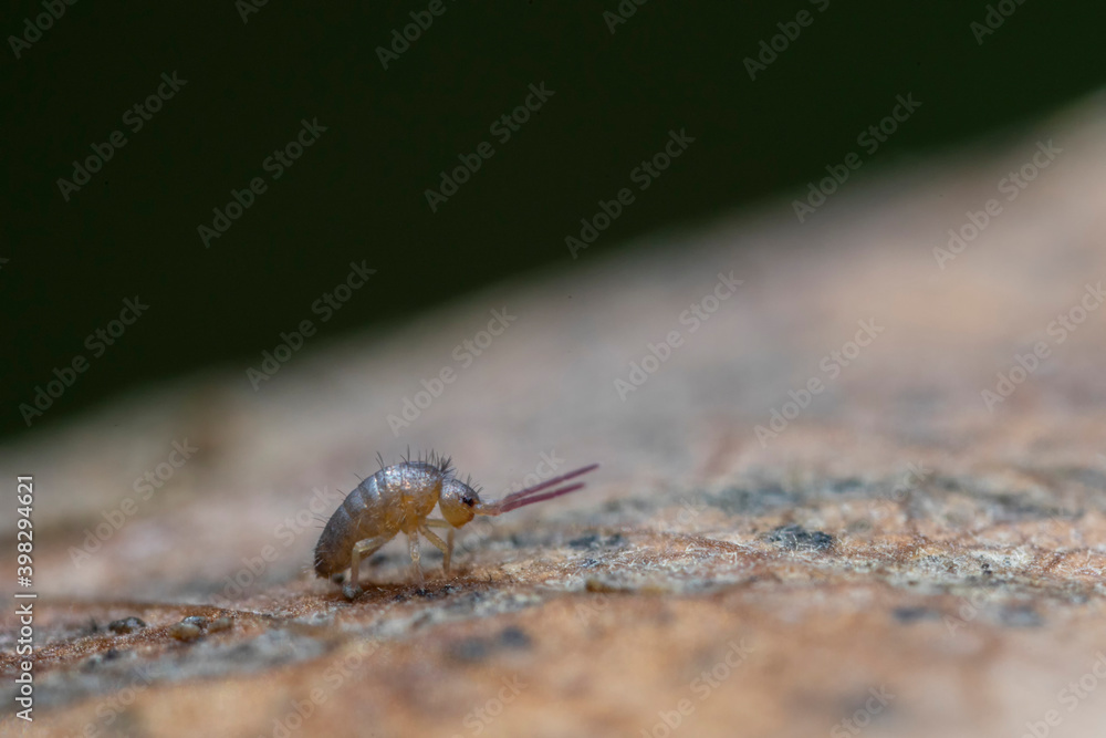 Fototapeta premium Collemboles sur des feuilles mortes tombées au sol