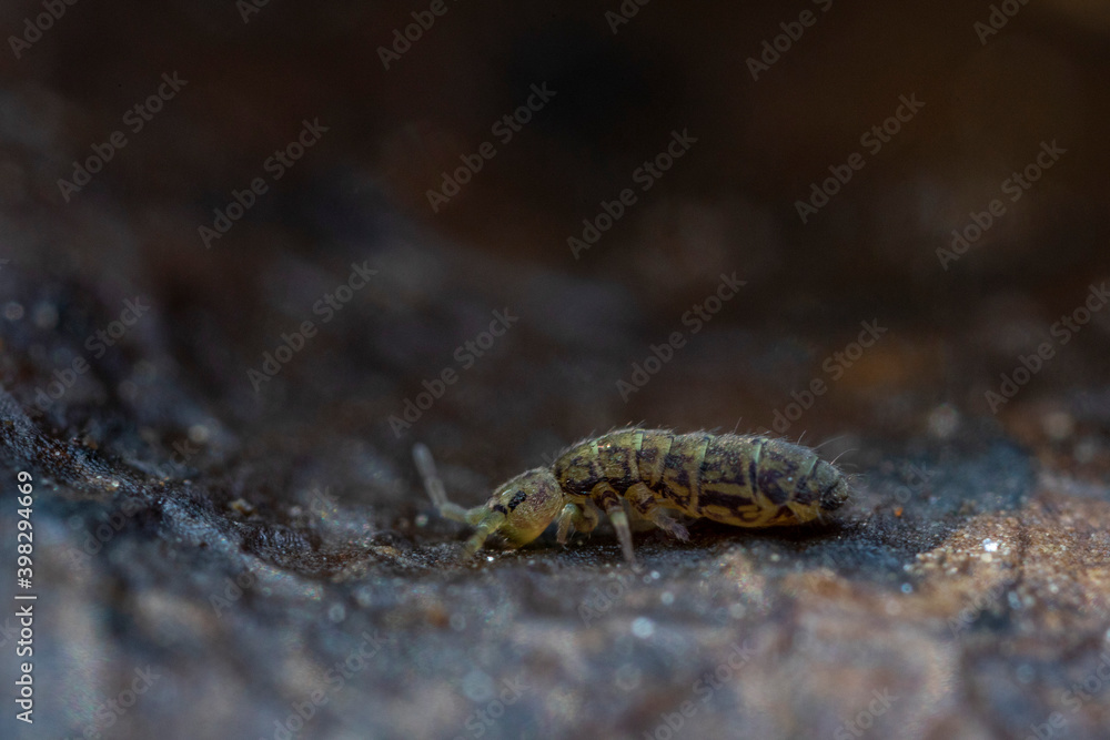 Collemboles sur des feuilles mortes tombées au sol Collemboles sur des feuilles mortes tombées au sol
