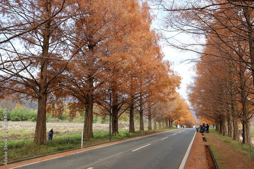 Obraz premium メタセコイヤ並木 