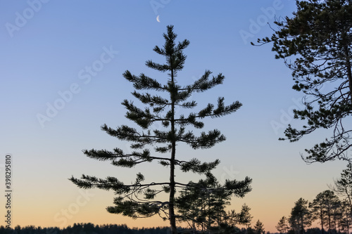 Russia, Karelia.Kostomuksha. A Crescent moon hangs in the sky above the tree. December 09, 2020.