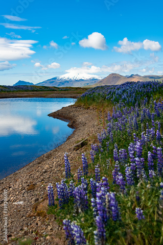 Iceland Lupinen Blumen Island Snæfellsnes Halbinsel Mittsommer Sonnenschein Tümpel Teich Seen Blumenmeer Vulkan Gletscher schneebedeckt Nationalpark Naturschutzgebiet Westküste 