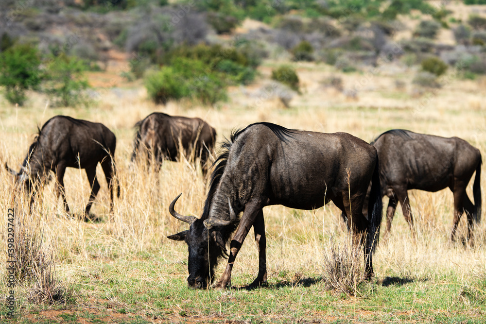 Gnou à queue noire, Connochaetes taurinus, Parc national Kruger, Afrique du Sud Gnou à queue noire, Connochaetes taurinus, Parc national Kruger, Afrique du Sud