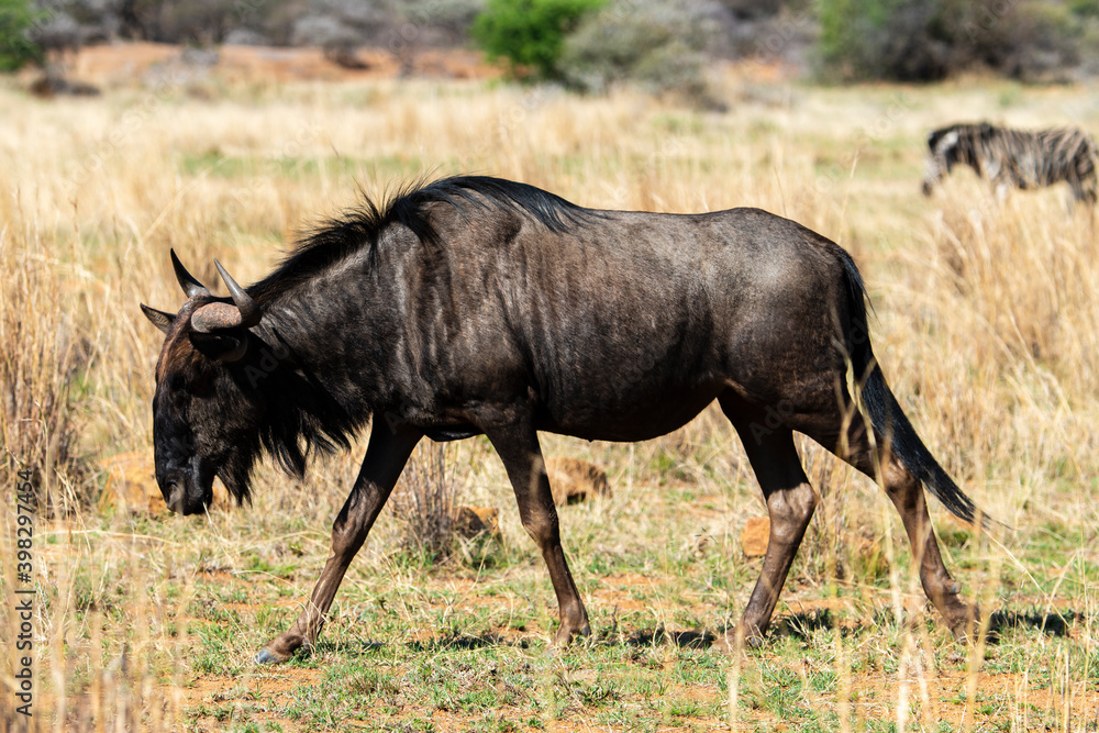 Gnou à queue noire, Connochaetes taurinus, Parc national Kruger, Afrique du Sud Gnou à queue noire, Connochaetes taurinus, Parc national Kruger, Afrique du Sud