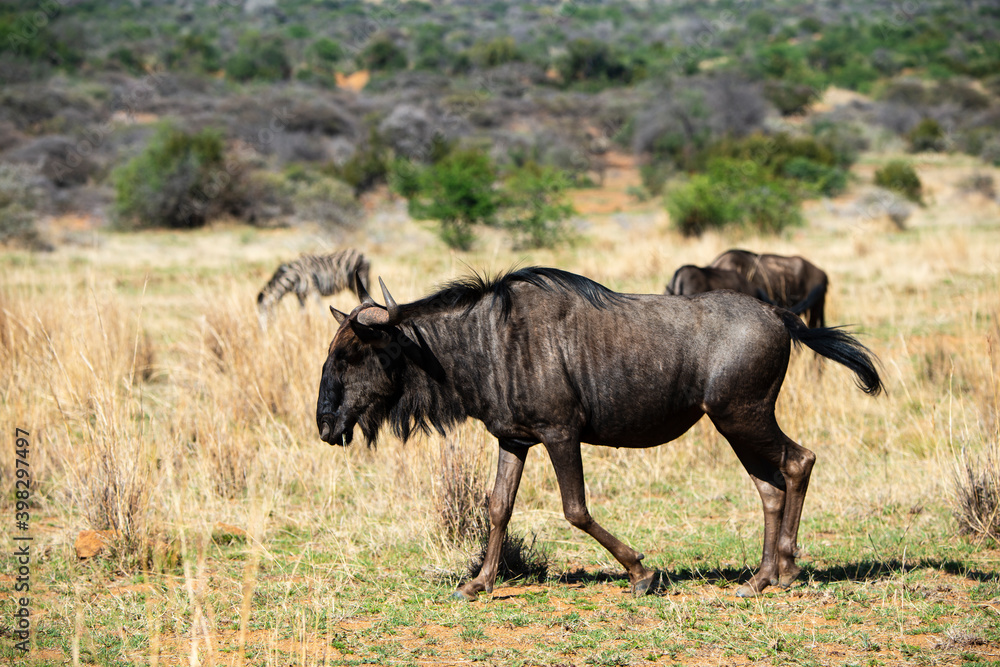 Gnou à queue noire, Connochaetes taurinus, Parc national Kruger, Afrique du Sud Gnou à queue noire, Connochaetes taurinus, Parc national Kruger, Afrique du Sud