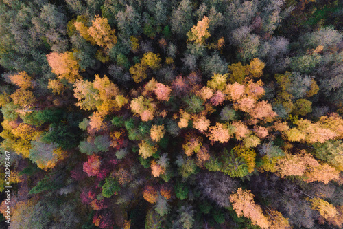 Aerial view of autumn forest, straight from above, colourful trees