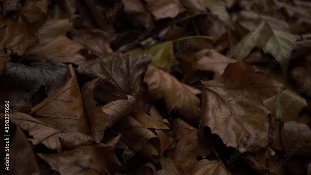Wet autumn leaves on the ground after rain panning shot Wet autumn leaves on the ground after rain panning shot