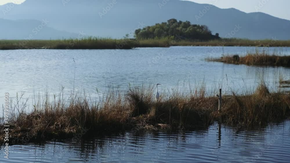 The white heron bird takes off from the river between the reeds. 4K. Dalyan river. The white heron bird takes off from the river between the reeds. 4K. Dalyan river.