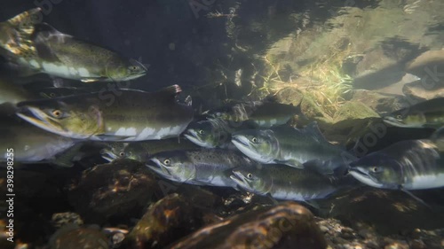 Salmon holding in a stream waiting for heavy rainfall to swim up stream for spawning.
Shot with Panasonic GH5
Aquatica Digital Housing
10,000 Lumen Big Blue Video Lights photo