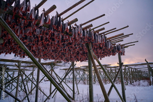 Air drying of Salmon fish on wooden structure at Scandinavian winter photo