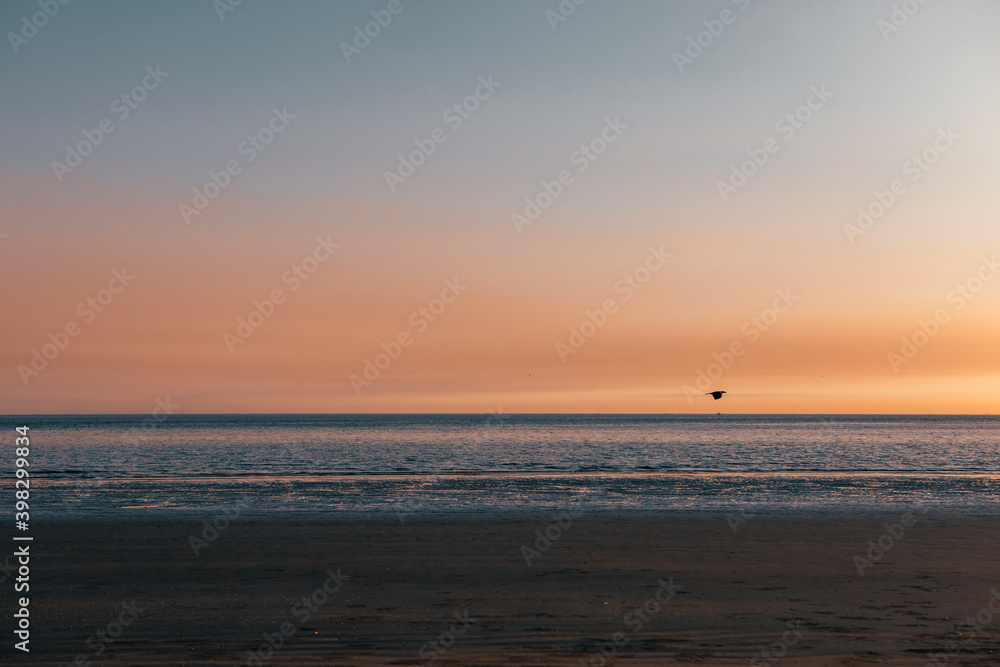 sunset on the beach and flying bird