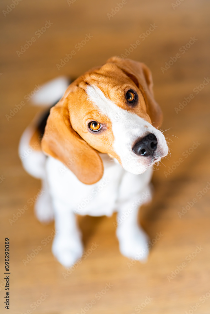 Beagle pupy sitting onf the foor and looking up. Dog background.