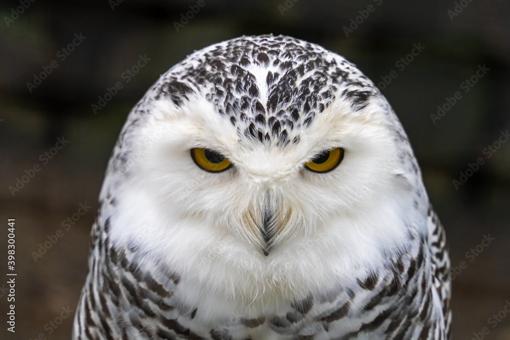 Snowy owl (Bubo scandiacus), also known as polar owl, white owl and Arctic owl. A threatened species native to the Arctic regions Snowy owl (Bubo scandiacus), also known as polar owl, white owl and Arctic owl. A threatened species native to the Arctic regions