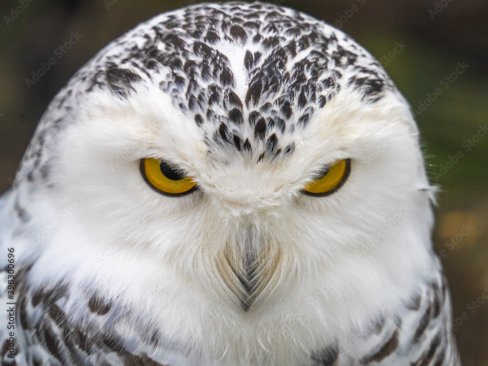 Obraz premium Snowy owl (Bubo scandiacus), also known as polar owl, white owl and Arctic owl. A threatened species native to the Arctic regions