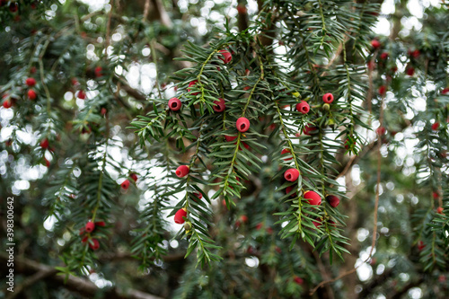 Taxus baccata known as yew, ornamental plant.