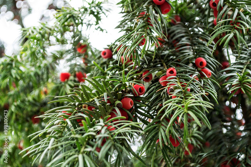 Fototapeta Naklejka Na Ścianę i Meble -  Taxus baccata known as yew,  ornamental plant.
