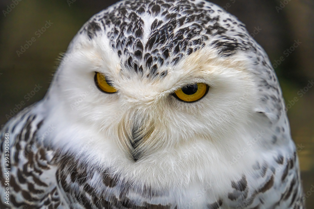 Snowy owl (Bubo scandiacus), also known as polar owl, white owl and Arctic owl. A threatened species native to the Arctic regions
