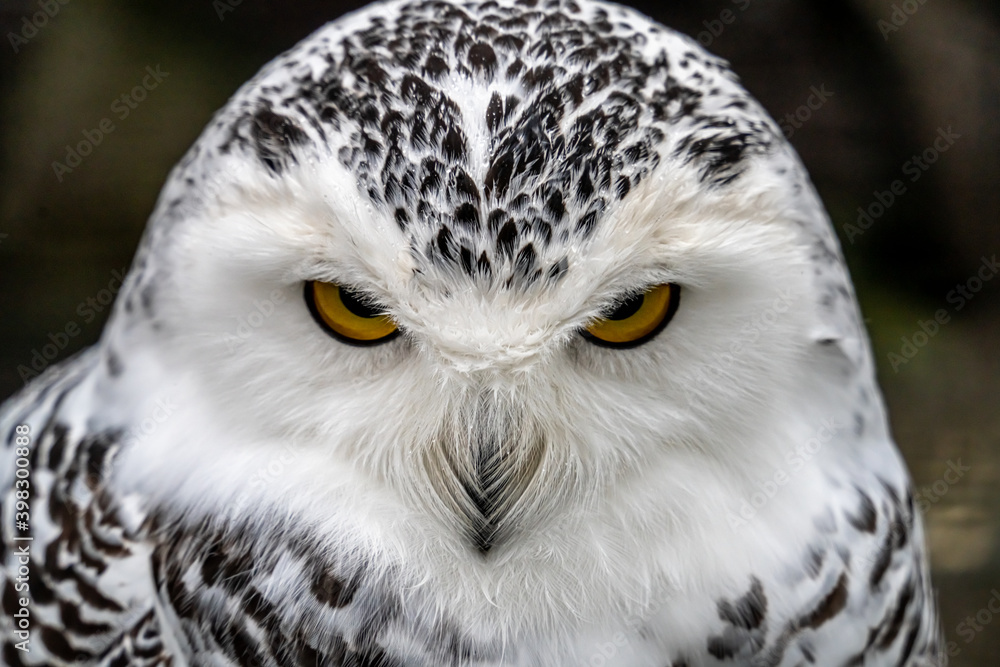 Snowy owl (Bubo scandiacus), also known as polar owl, white owl and Arctic owl. A threatened species native to the Arctic regions