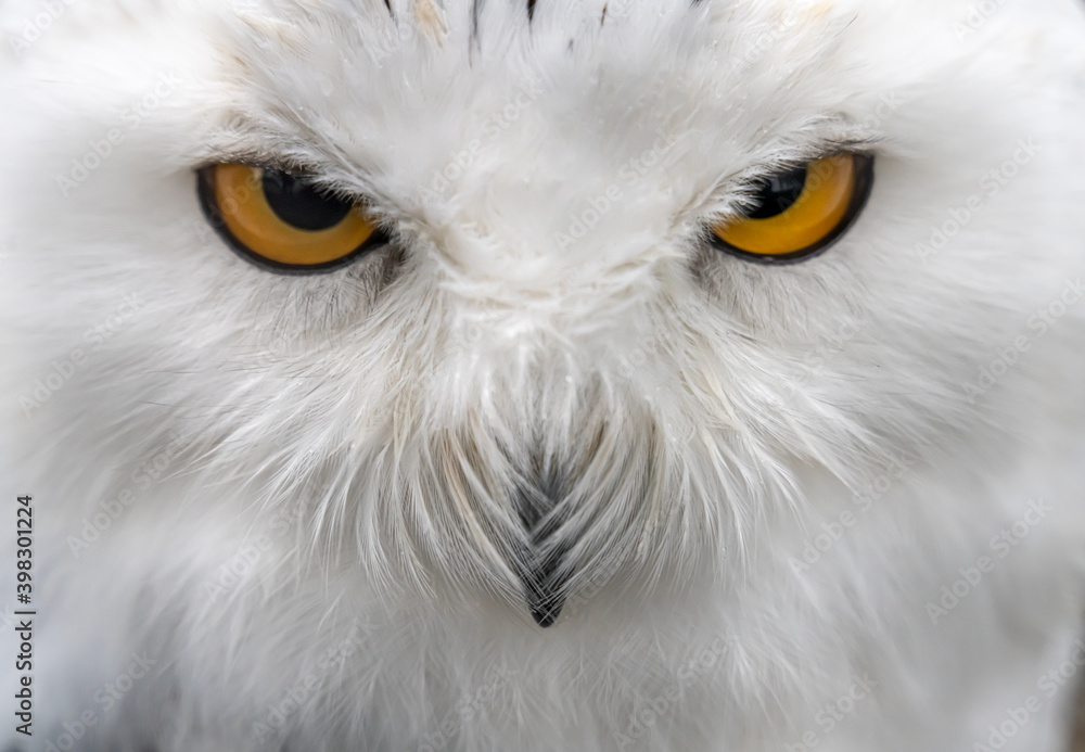 Obraz premium Snowy owl (Bubo scandiacus), also known as polar owl, white owl and Arctic owl. A threatened species native to the Arctic regions