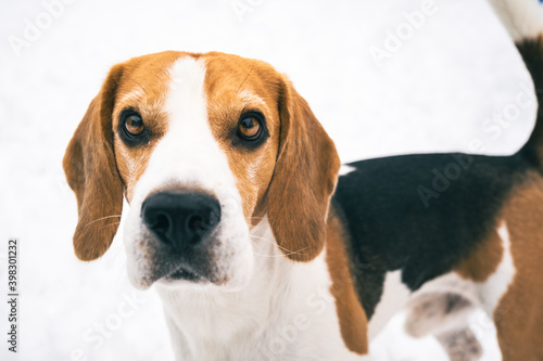 Beagle standing outdoors against white bright snow looking at camera. Canine background.
