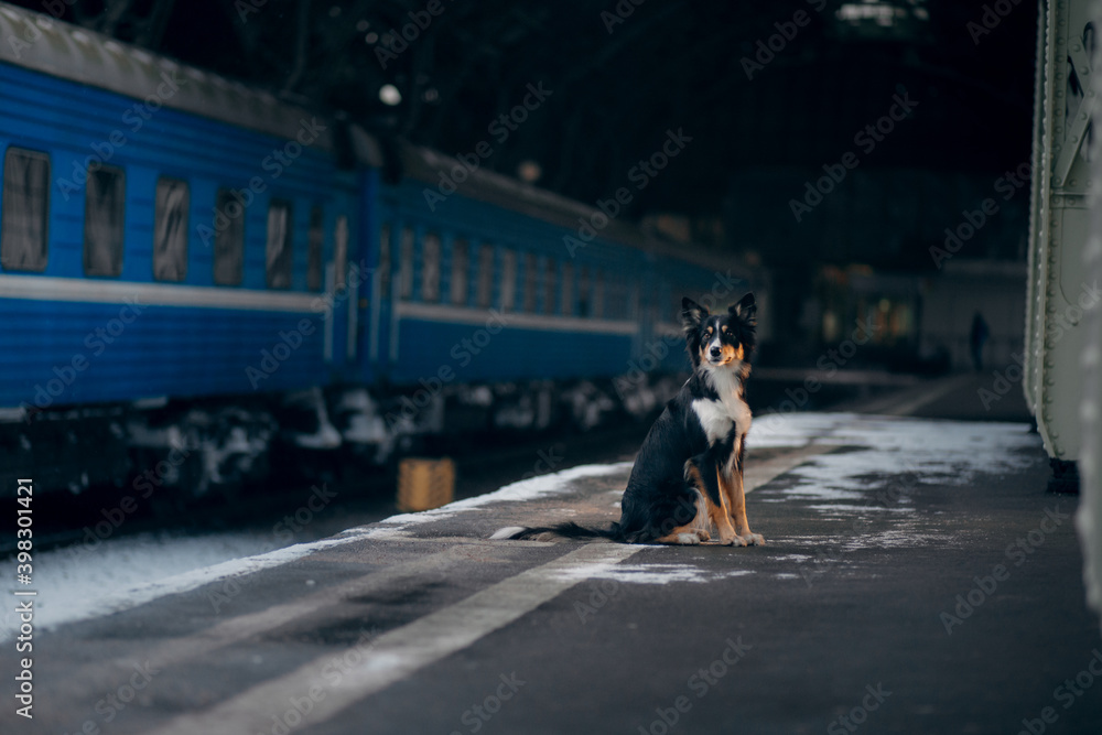 Fototapeta premium dog at the train station in winter. border collie. traveling with a pet