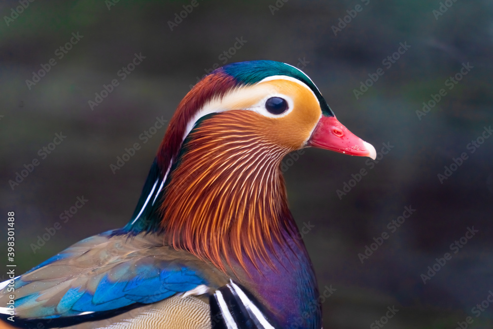 Closeup of a male mandarin duck with its stunning colorful plumage in full display. Closeup of a male mandarin duck with its stunning colorful plumage in full display.
