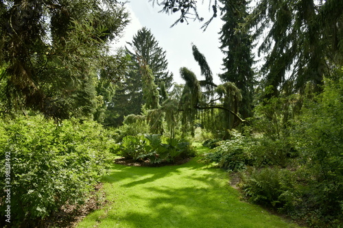 Chemin en gazon entre les diff  rentes plantes et arbres de l arboretum de Kalmthout au nord d Anvers